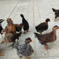 جوجه 40روزه کاکلی پاپر گلین آموروک طبیعی