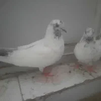 کبوتر گرفتنی از آپارتمان