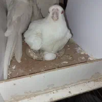 عروس البینو|پرنده|ماهدشت, |دیوار