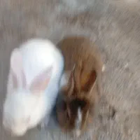 بچه خرگوش ۴عدد|موش و خرگوش|گنبد کاووس, |دیوار