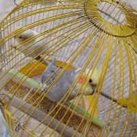 جفت عروس هلندی