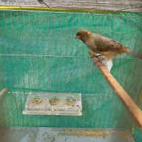 قناری نرسبز بخون