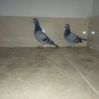 کبوتر سبز