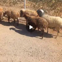میش|حیوانات مزرعه|فردوس (خراسان), |دیوار