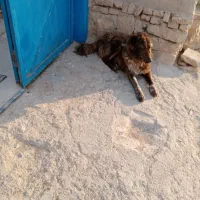 سگ گله ای|سگ|سرولایت, |دیوار