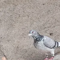 کفتر جفتگاه