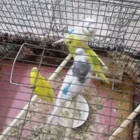 دو جفت مرغ عشق به شرط|پرنده|خمینیشهر, |دیوار