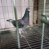کفتر پلاکی|پرنده|فولادشهر, B1|دیوار