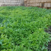 انواع شیتیل گوجه فرنگی