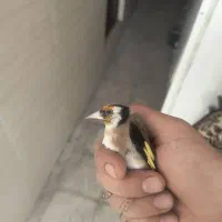سهره نر