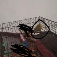 مرغ عشق