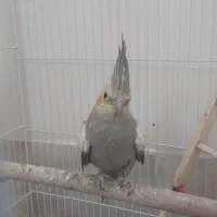 دوجفت عروس هلندی