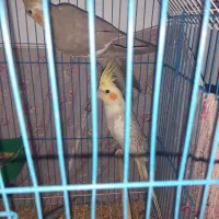 عروس هلندی|پرنده|اهواز, کوی مندلی(سه راه خرمشهر)|دیوار