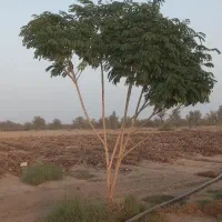 فروش زمین کشاورزی|فروش دفتر صنعتی، کشاورزی، تجاری|بندرعباس, |دیوار