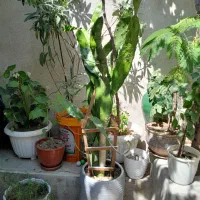 گل کاکتوس