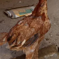 خروس لاری