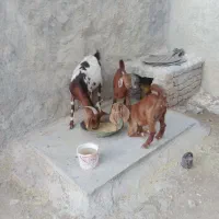 بزپاکستانی اصل با دو کهره
