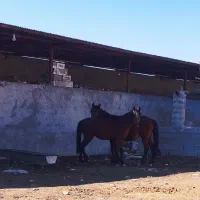 اسب و مادیون|اسب و تجهیزات اسب‌سواری|بهبهان, |دیوار