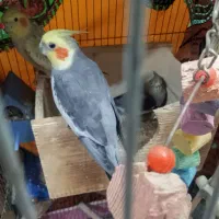 فروش عروس هلندی نرو ماده با جوجه
