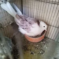 کفتر زیر خاکی