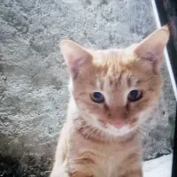 گربه پیداشده