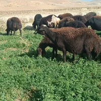 حیوانات مزرعه