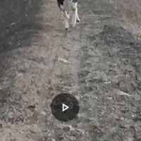 سگ هاسکی مالاموت