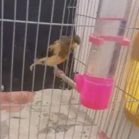 قناری رسمی بلندقرص معاوظه باامپلی ماشین|پرنده|محمدشهر, شهرک پیام (مهرالبرز)|دیوار