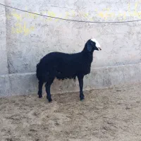 بره قوچ سیاه هیولای شال