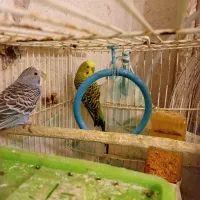 فروش جفت مرغ عشق مولد