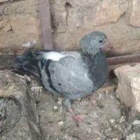 جوجه کفتر