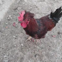 خروس چاق دو رگ