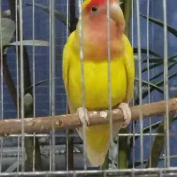 طوطی برزیلی ماده اماده جفت|پرنده|کرج, آق تپه|دیوار
