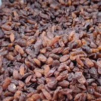 کشمش ومویز آفتاب خشک وشیره انگور خرما مخصوص آبکیری|خوردنی و آشامیدنی|کرمانشاه, |دیوار