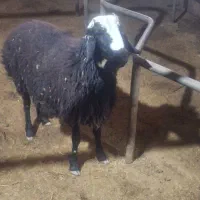 قوچ، بره قوچ