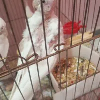 جوجه عروس|پرنده|اهواز, فاز ۵ پاداد|دیوار