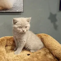 بچه گربه برتیش لیلاک