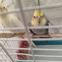 عروس هلندی مولد