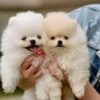 توله سگ پامر خرسی و عروسکی ۱۰ م|سگ|تهران, چیتگر جنوبی|دیوار