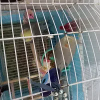 یه جفت عروس هلندی|پرنده|رباط‌کریم, الارد|دیوار