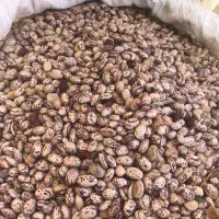 لوبیا چیتی|خوردنی و آشامیدنی|اسلام‌شهر, شهرک قائمیه|دیوار