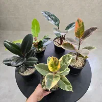 گل فیکوس ببری شرابی بلک و...