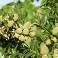 فروش درخت بادام خوشه ای نیمه کاغذی