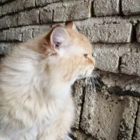 گربه|گربه|لاهیجان, شهرک سلمان فارسی|دیوار