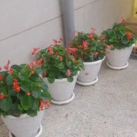 عروس حسن یوسف سایه ریز سایه سبز پتوس