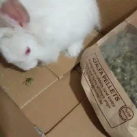 خرگوش و یه پلت  و یونجه|موش و خرگوش|ماهدشت, |دیوار