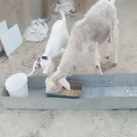 بز ماده با بزغاله