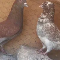 کبوتر تهرانی
