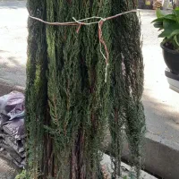 سرو ناز شیرازی و انواع گل آپارتمانی