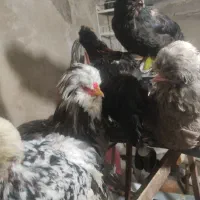 مرغ خروس سلطان
